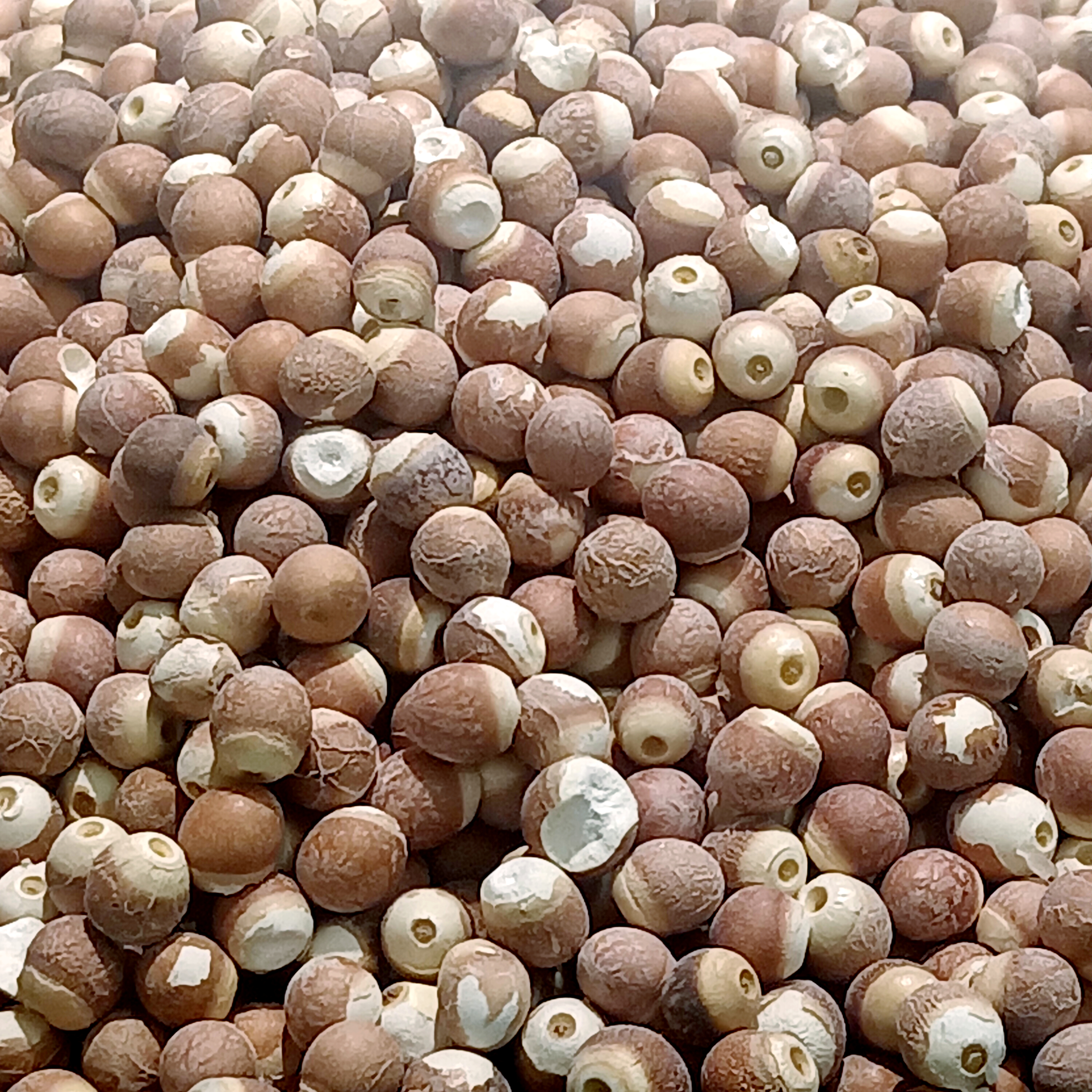 Foxnut wholesale supply India